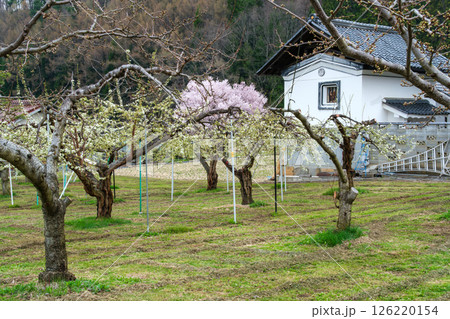 リンゴの花と桜 126220154