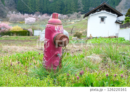 桜と消火栓 桜と消火栓 126220161
