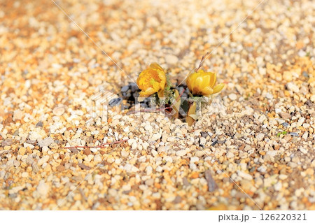 明るい　フクジュソウの花 126220321