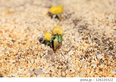 明るい フクジュソウの花 明るい フクジュソウの花 126220322