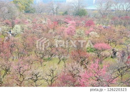 華やか 大阪城梅林 梅の花 華やか 大阪城梅林 梅の花 126220323