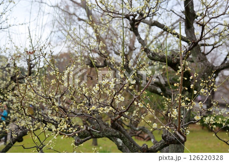 梅の花 一重緑咢 梅の花 一重緑咢 126220328
