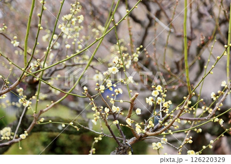 梅の花　一重緑咢 126220329