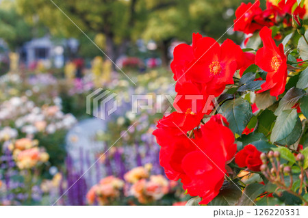 バラが一面に咲く公園 バラが一面に咲く公園 126220331