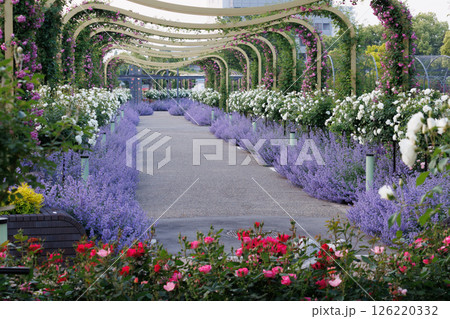 バラが一面に咲く公園 126220332