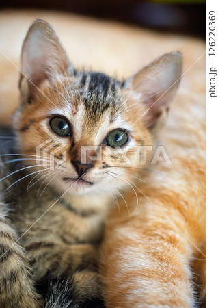 Close-up portrait of a calm tabby kitten lying on its ginger mother cat, vertical image 126220369