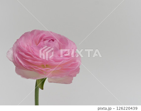 ピンク色のラナンキュラスの花【Ranunculus】 126220439