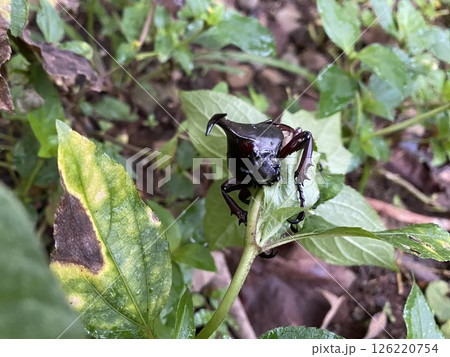 Creative nature background Xylotrupes gideon head closeup 126220754