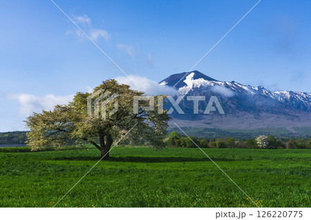 残雪の岩手山と牧草地に立つ上坊牧野の一本桜 126220775