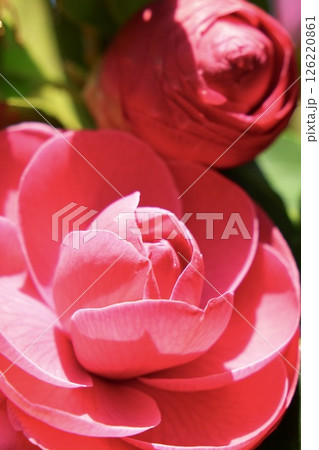 美しい椿の花　クローズアップ　光注ぐ 126220861