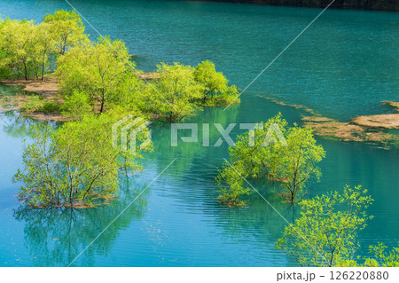 仙北市秋扇湖の水没林 仙北市秋扇湖の水没林 126220880