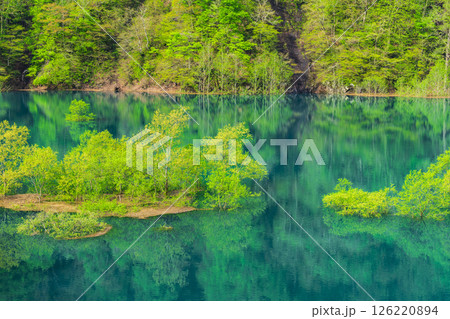 仙北市秋扇湖の水没林 126220894