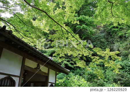 新緑に包まれた明月院 総門 126220920
