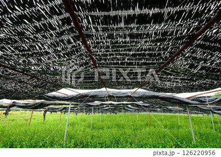 佐山浜台の茶園 126220956