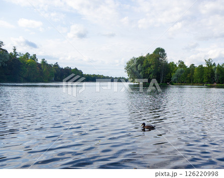 A duck swims on a pond surrounded by greenery 126220998