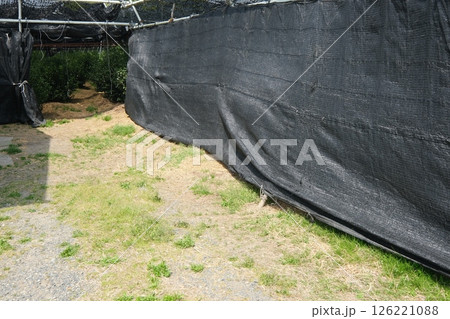 宇治市の茶畑の被覆栽培 126221088