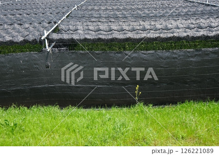 宇治市の茶畑の被覆栽培 126221089