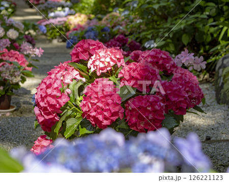 あじさゐ回廊のアジサイの花 126221123