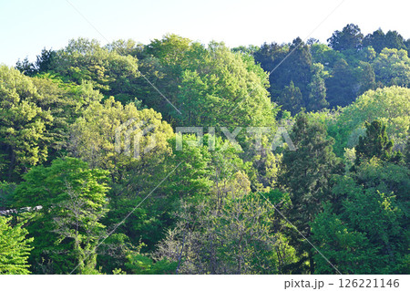 新緑が映える重なり合う緑の樹木　秩父高原牧場付近　東秩父村 126221146