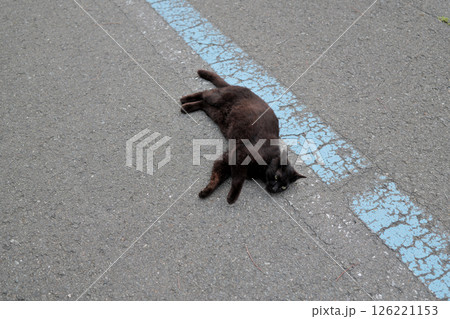 道端で遊ぶ黒猫 126221153