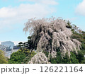 皇居のしだれ桜 126221164
