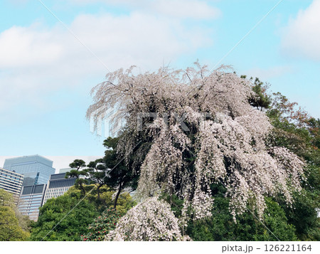 皇居のしだれ桜 126221164