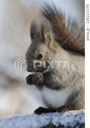 雪の樹上でクルミを食べるエゾリス　北海道　冬 126221376