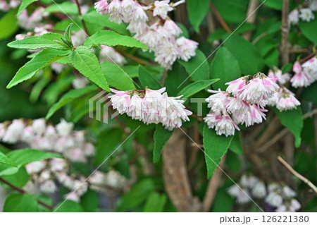 ピンクと白のサラサウツギの花（春、五月） 126221380