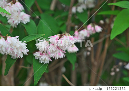 ピンクと白のサラサウツギの花（春、五月） 126221381