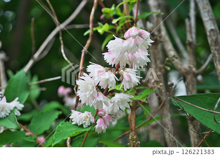 ピンクと白のサラサウツギの花（春、五月） 126221383
