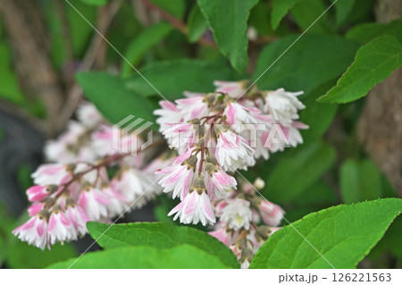 ピンクと白のサラサウツギの花(春、五月) ピンクと白のサラサウツギの花(春、五月) 126221563