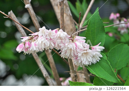 ピンクと白のサラサウツギの花(春、五月) ピンクと白のサラサウツギの花(春、五月) 126221564