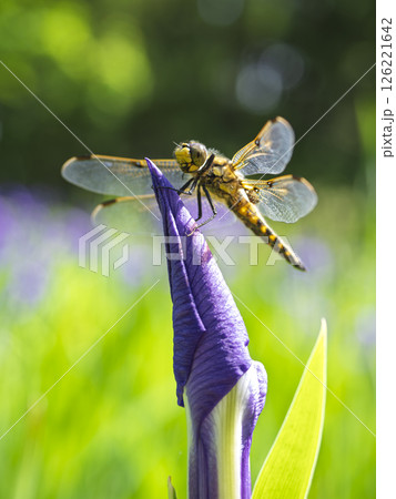 カキツバタとトンボ 126221642