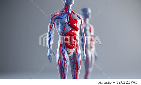 Detailed human anatomy illustration showcasing internal organs and circulation Detailed human anatomy illustration showcasing internal organs and circulation 126221743