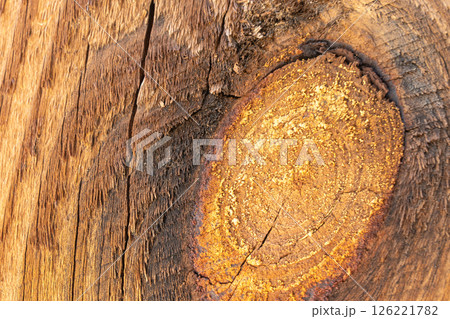 Tree knot texture with golden wood tones 126221782