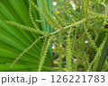 Closeup of green palm buds with leaf texture 126221783