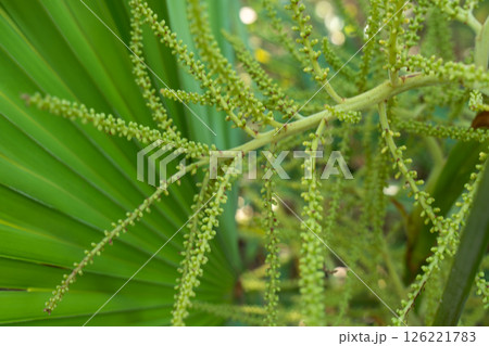 Closeup of green palm buds with leaf texture 126221783