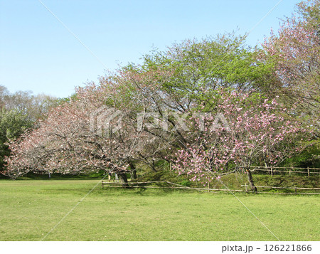 春の佐倉城址公園／八重桜が咲く風景【佐倉城跡・日本100名城】千葉県佐倉市 126221866