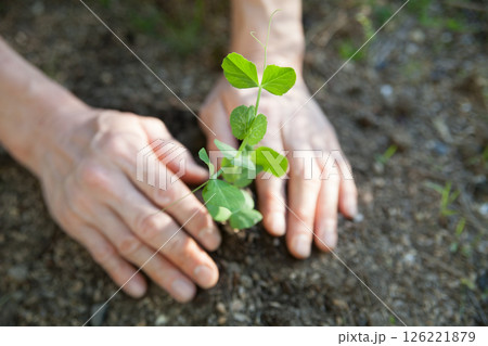 スナップエンドウの苗を植える 126221879