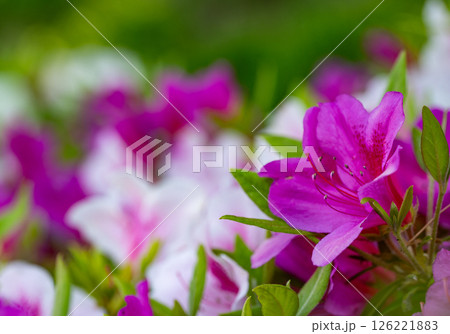 つつじ つつじ 126221883