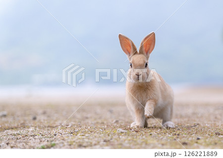 うさぎの手招き 126221889