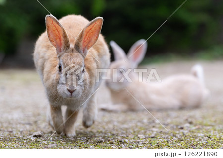 駆けつけるうさぎ 126221890
