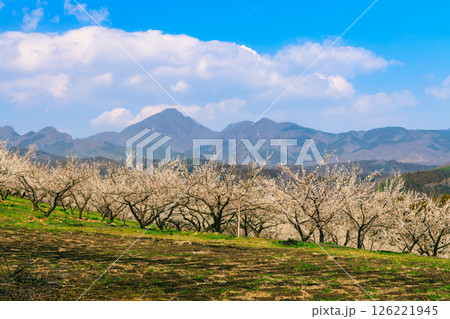 春の梅の花と赤城山 春の梅の花と赤城山 126221945