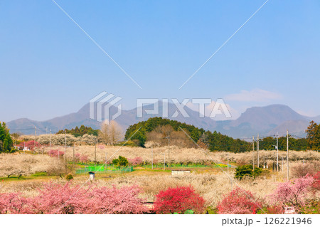 青空とピンクの花桃と梅の花と山のある風景 126221946