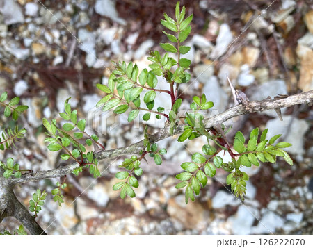 イヌザンショウ(犬山椒) 新芽 イヌザンショウ(犬山椒) 新芽 126222070