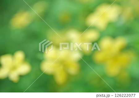 山吹の花を生かしたイエロー系の背景素材 126222077