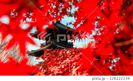 Red fall maple leaf surrounding wooden Shinnyodo pagoda, Kyoto Red fall maple leaf surrounding wooden Shinnyodo pagoda, Kyoto 126222134