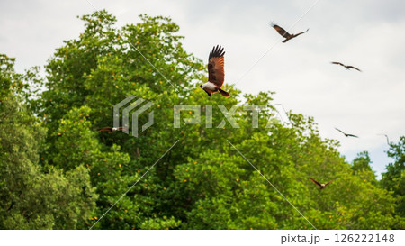 Red backed sea eagle fly over mangrove forest, Chanthaburi Red backed sea eagle fly over mangrove forest, Chanthaburi 126222148