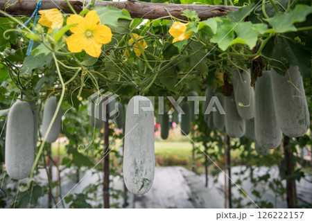 Green winter melon with ivy plant in greenhouse farm Green winter melon with ivy plant in greenhouse farm 126222157