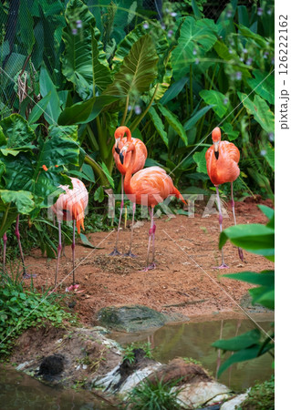 Pink African flamingo bird group by small pond and green plant, Korat 126222162